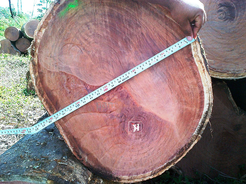 Thân gỗ Hương lâu năm