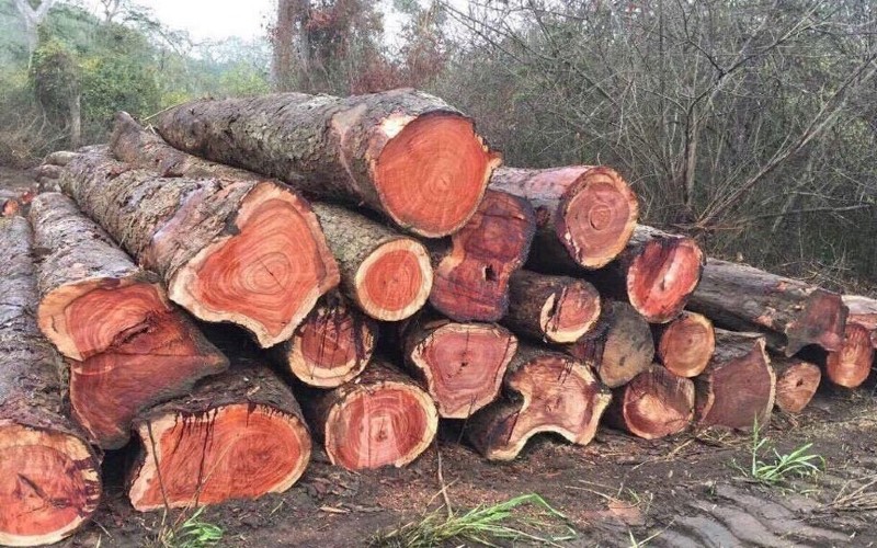 tại sao gỗ hương được ưa chuộng